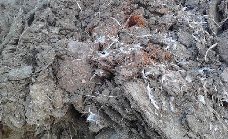 干雞糞如何發酵腐熟，發酵后的雞糞有機肥如何使用？