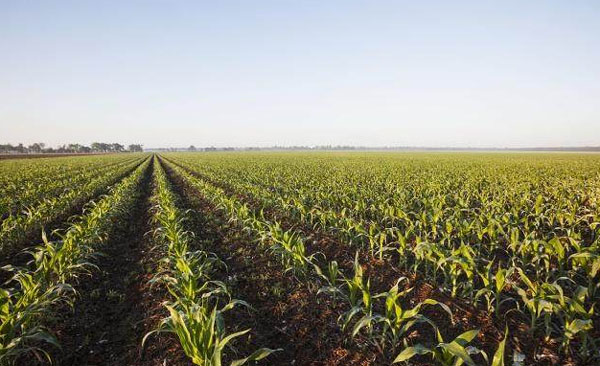 雞糞能直接使用嗎？雞糞正確使用方法