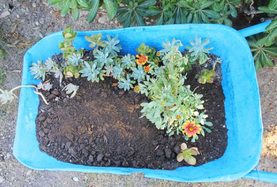 雞糞發(fā)酵處理的方法，發(fā)酵后的雞糞有什么作用？