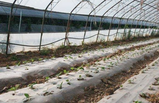 在不同規模的養雞環境中如何處理雞糞？