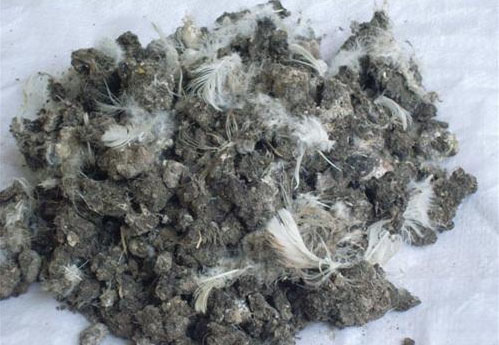 在不同規模的養雞環境中如何處理雞糞？