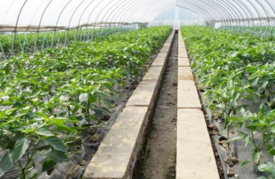 雞糞有機肥發酵過程中需要多長時間？