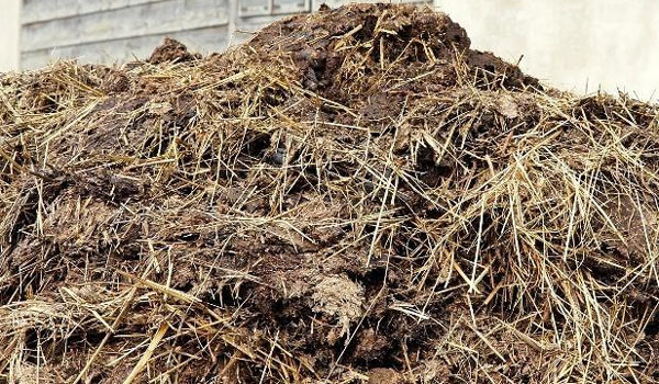 使用未經發酵的雞糞有機肥有哪些危害？