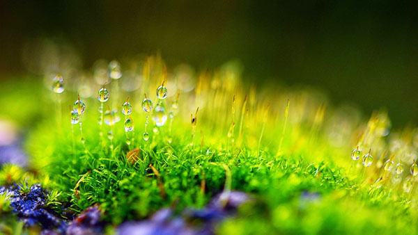 雞糞怎樣發酵制成有機肥