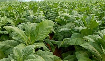 雞糞如何快速發(fā)酵腐熟并提高功效？