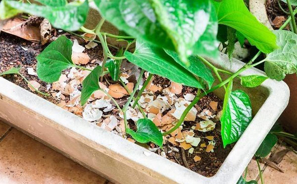 雞糞的發(fā)酵處理方法