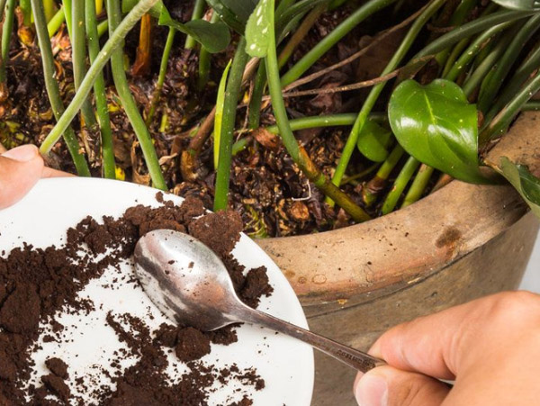 養(yǎng)花人發(fā)酵做有機肥的方法有哪些？