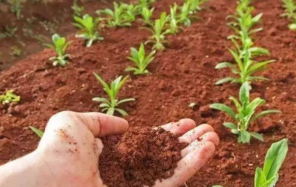 雞糞用做果樹有機(jī)肥如何施用才不燒根？