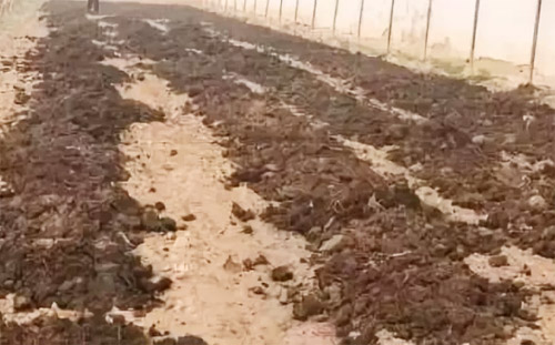 大棚蔬菜果園使用未經處理豬糞容易造成哪些災難