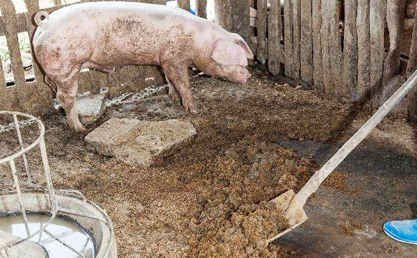 豬糞在日常種植中的作用及發酵速度？