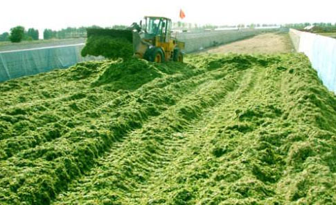 經過發酵的秸稈做飼料動物更愛吃