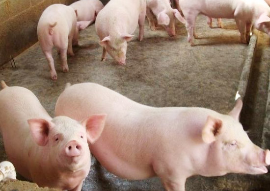 豬糞有機肥如何發酵？