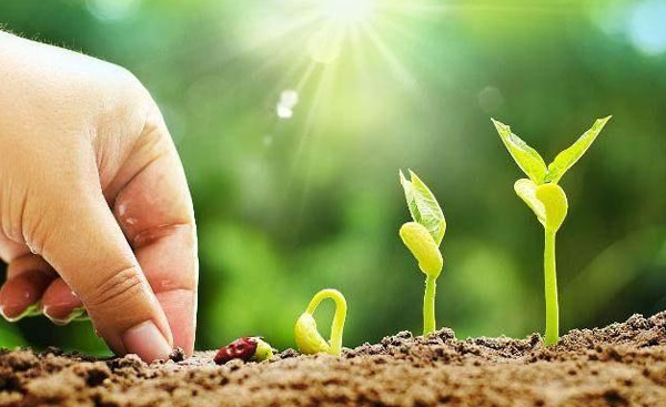 羊糞做底肥有哪些益處與隱患