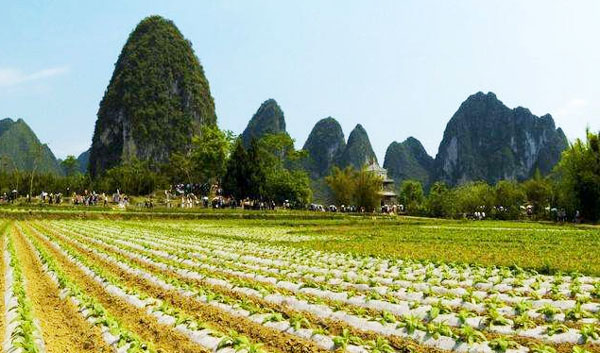 牛糞發酵制作有機肥詳細流程