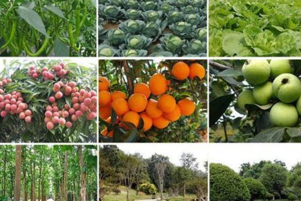 羊糞用途與價值