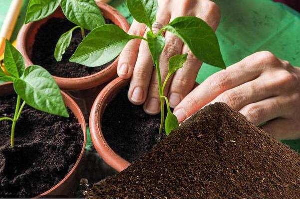 羊糞可以直接種花嗎