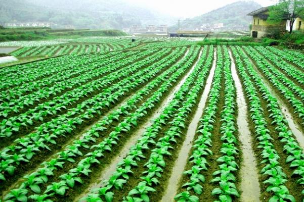 羊糞有機肥為什么越來越受歡迎