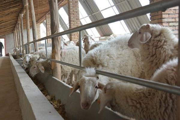 羊糞如何做到科學(xué)利用