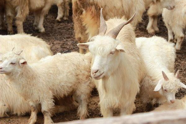 羊糞如何做到科學(xué)利用