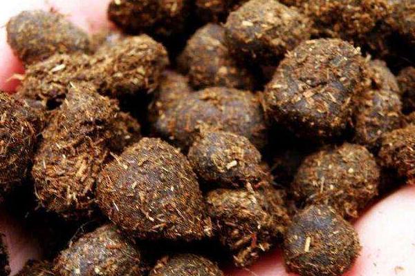 羊糞中有未消化的飼料是什么原因造成的