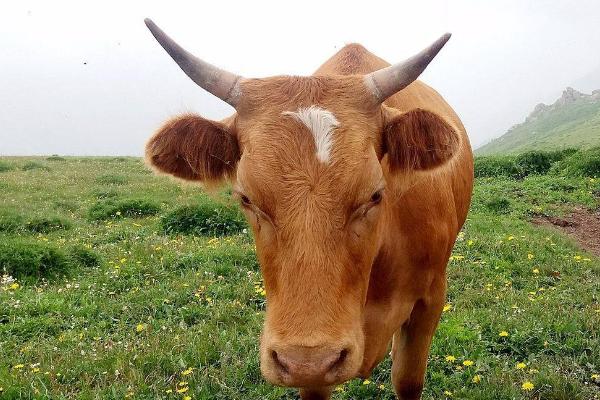 秸稈飼料適合哪些家畜