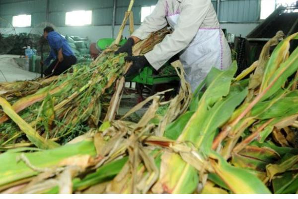 秸稈飼料分為哪些