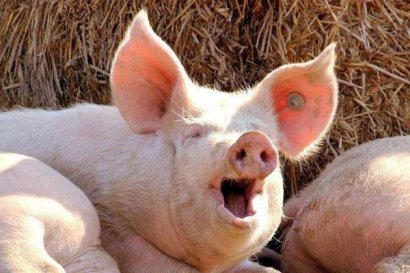 發酵后的秸稈飼料可以養豬嗎？