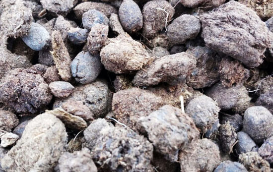 羊糞未腐熟會(huì)造成哪些不良后果？