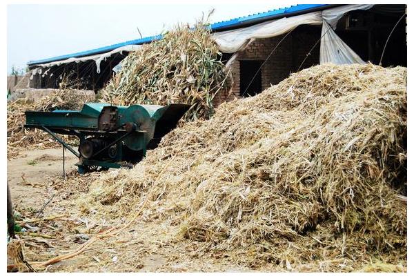 怎么制作優質秸稈飼料