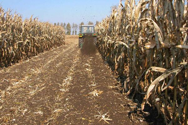 玉米秸稈做飼料的方法