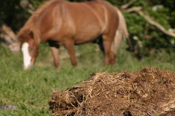 牛糞有機肥如何使用？