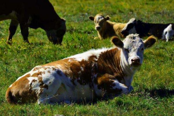 小麥秸稈發酵后可以喂牛嗎