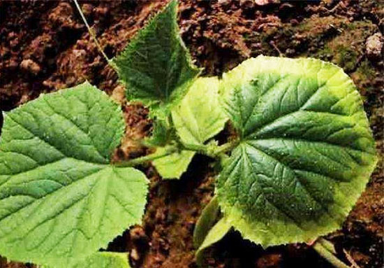 使用翻堆機堆肥發酵生產有機肥的方法