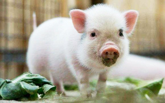 豬糞發酵制作有機肥的主要途徑