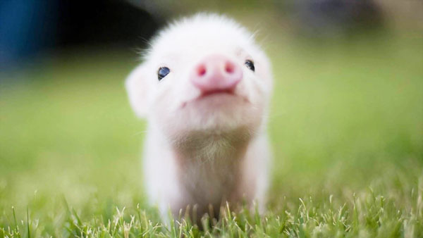 豬糞發酵制作有機肥的主要途徑