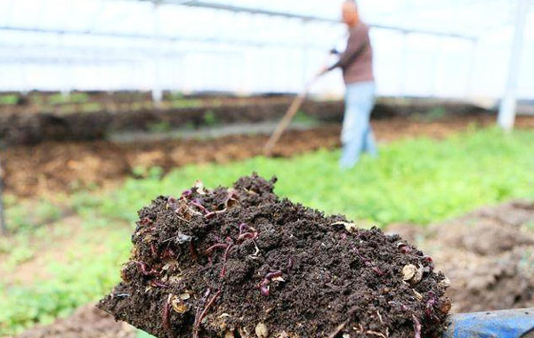 雞糞發酵有機肥技術及優勢
