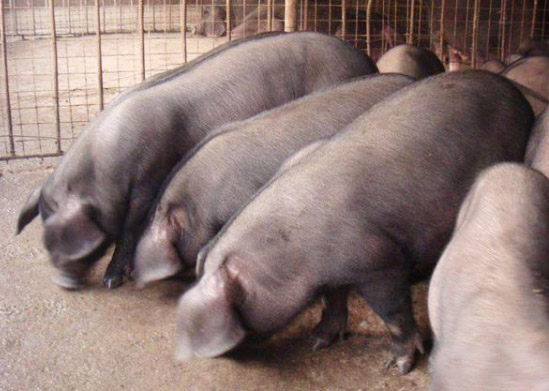 如何用豬糞發酵劑發酵豬糞呢