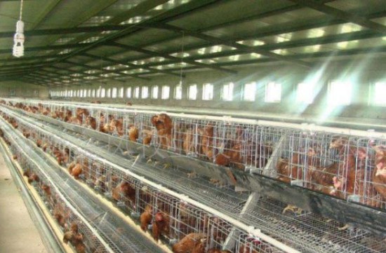 雞糞快速腐熟技術(shù)的具體過程