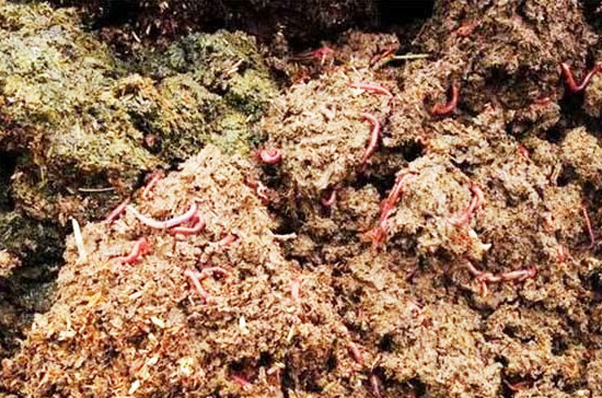 豬糞快速腐熟發(fā)酵技術(shù)具體流程