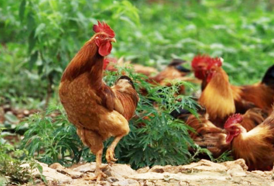 雞糞發酵有機肥的制作方法