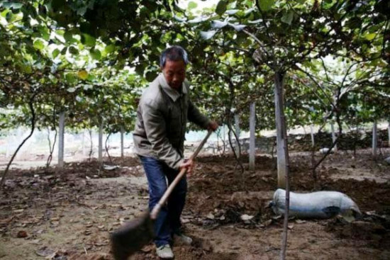 豬糞發酵有機肥的制作方法