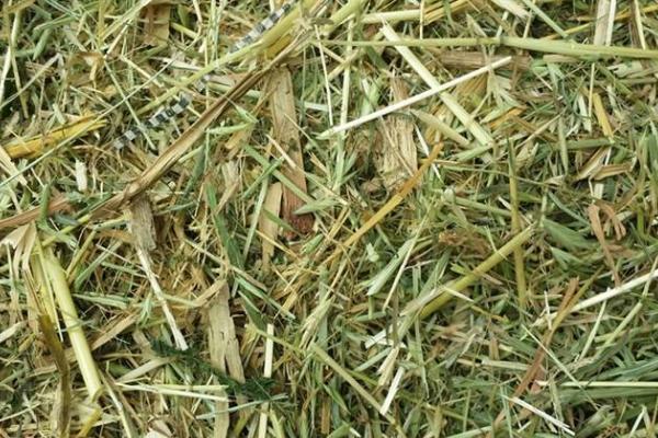 高粱秸稈發酵步驟