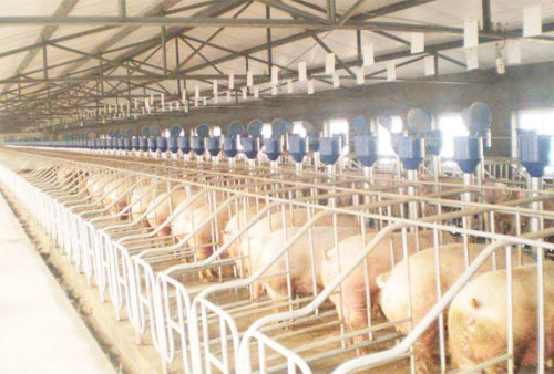 自然發(fā)酵豬糞生產(chǎn)有機(jī)肥需要多長(zhǎng)時(shí)間？