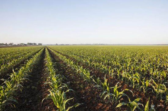 牛糞發(fā)酵做底肥的優(yōu)勢與隱患