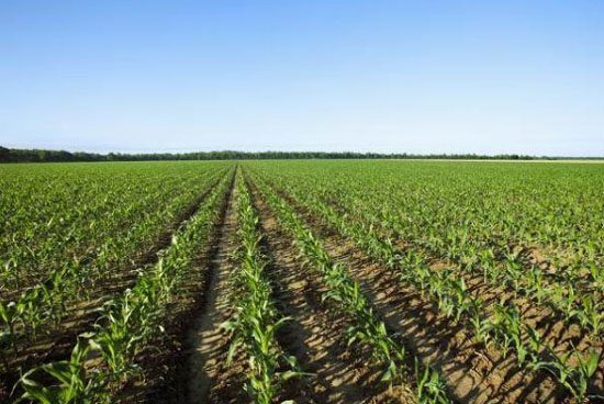 牛糞發(fā)酵做底肥的優(yōu)勢與隱患