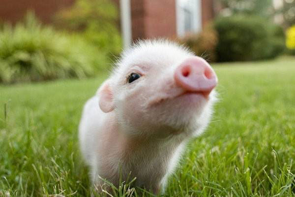 豬糞發酵做底肥有哪些優勢與隱患