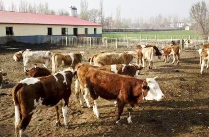 干牛糞制作有機(jī)肥料的方法和原理