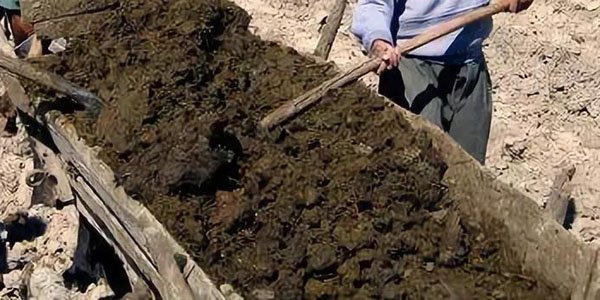 牛糞冬季還能制作有機肥嗎？