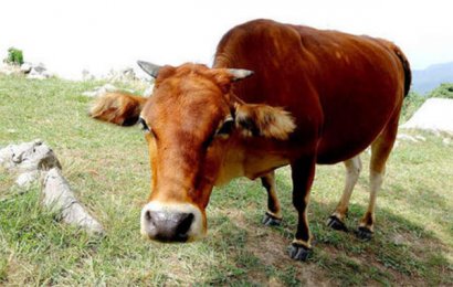 牛糞冬季還能制作有機(jī)肥嗎？