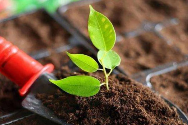 發(fā)酵豬糞制作有機(jī)肥過程與常見問題